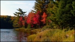 Red trees on Mayflower Lake