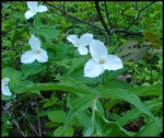Trilliums by Stubbs Falls